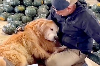 カボチャ農家で働く男性→近くにいた『大型犬』が…仕事どころではない『甘えん坊すぎる光景』が尊いと140万再生「眼福…」「羨ましすぎる」