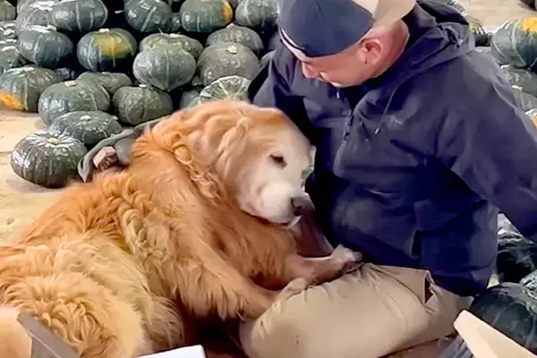 カボチャ農家で働く男性→近くにいた『大型犬』が…仕事どころではない『甘えん坊すぎる光景』が尊いと140万再生「眼福…」「羨ましすぎる」