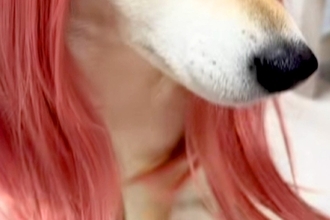 小さな女の子が犬をギャルにしようと『カツラを被せた』結果→思った以上の『仕上がり』が21万再生「想像の10倍似合ってて草」「美人ｗｗ」