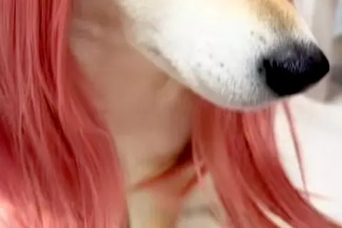 小さな女の子が犬をギャルにしようと『カツラを被せた』結果→思った以上の『仕上がり』が21万再生「想像の10倍似合ってて草」「美人ｗｗ」