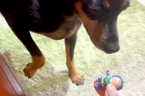 犬がイタズラをしたので叱った結果→ものすごく反省して…まさかの『歩き方も忘れてしまう光景』に爆笑「申し訳無さそうで草」「愛おしすぎｗ」