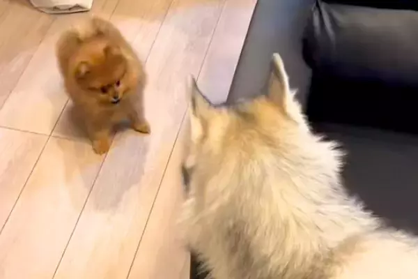 小さな犬がソファの横から出てきたら、ハスキー犬が…とんでもなく尊い『子どものような遊び方』が1225万再生「可愛すぎ」「体格差がｗｗ」