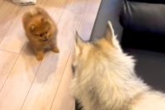小さな犬がソファの横から出てきたら、ハスキー犬が…とんでもなく尊い『子どものような遊び方』が1225万再生「可愛すぎ」「体格差がｗｗ」