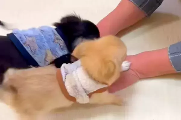 おばあちゃんと初めて会った2匹の赤ちゃん犬→何をしても褒めてくれて…とんでもなく尊い光景が139万再生「全員かわいい」「仲間に入りたい」