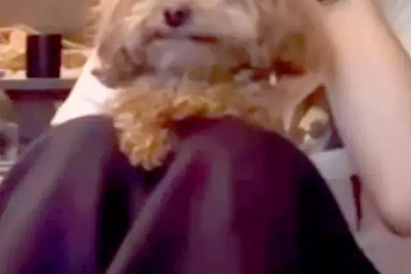 犬にアニメを見せてみた結果→一生懸命に目で追って…あまりにも尊い『真剣すぎる表情』に1427万再生の大反響「泣けてくる…」「まるで天使」