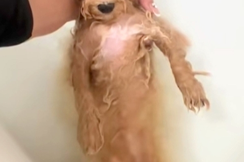 モフモフな犬をお風呂に入れた結果→『宇宙人ですか…？』ワンコとは思えない『まさかの光景』に爆笑続々「美脚で草」「おじいちゃんみたいｗ」
