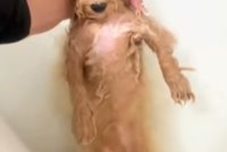 モフモフな犬をお風呂に入れた結果→『宇宙人ですか…？』ワンコとは思えない『まさかの光景』に爆笑続々「美脚で草」「おじいちゃんみたいｗ」