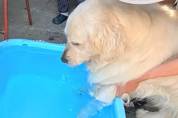 暑い日、大型犬を『水風呂』に入れた結果→10分後に『もう出ているかな』と見に行くと…まさかの光景が12万再生「極楽ｗ」「うっとり顔がｗ」