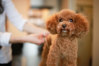 犬の『トリミング』どれぐらいの頻度ですべき？理想的なお手入れのタイミングまで