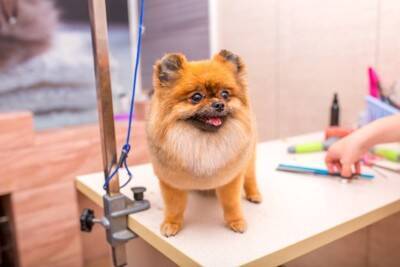犬の『トリミング』どれぐらいの頻度ですべき？理想的なお手入れのタイミングまで