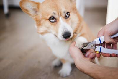 犬の『トリミング』どれぐらいの頻度ですべき？理想的なお手入れのタイミングまで