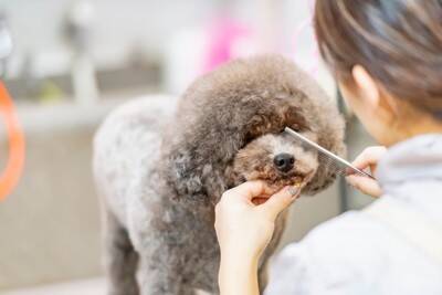 犬の『トリミング』どれぐらいの頻度ですべき？理想的なお手入れのタイミングまで