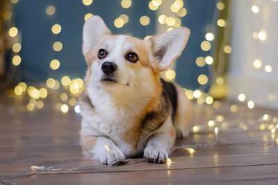犬を留守番させるとき『電気』はつけて行くべき？どのぐらいの明るさがベストなの？