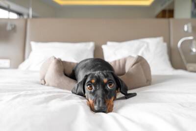 犬を留守番させるとき『電気』はつけて行くべき？どのぐらいの明るさがベストなの？