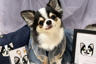 犬の写真を撮った結果→『映えてるな』と思ったら、裏側では…犬オタクの『理想と現実』に1万いいね「なるほど、スカートをｗ」「センス良すぎ」