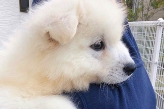 ぬいぐるみのような『まんまる赤ちゃん犬』→数年後の『お鼻』を比較すると…思った以上の成長に反響「総じて可愛い」「もふもふの新幹線に」