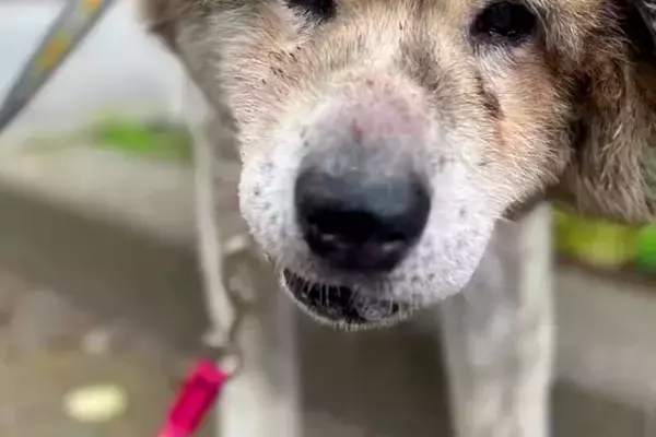『ゴミ屋敷』で命からがら救助された秋田犬→最初は『悲しい表情』をしていて…第二の犬生を歩む『素敵な記録』が話題　初日と違う表情に感動