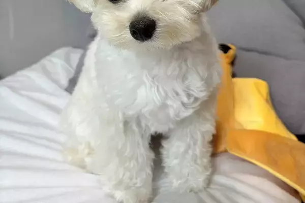 『出社する日』と『在宅ワークの日』の犬を比較した結果→あからさま過ぎる『表情の違い』に悶絶「感受性豊かでかわいい」「差がすごいｗ」