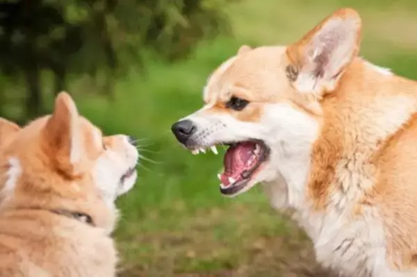 愛犬が『外に出たがらない』３つの心理　考えられる理由や外に慣れさせる方法まで解説