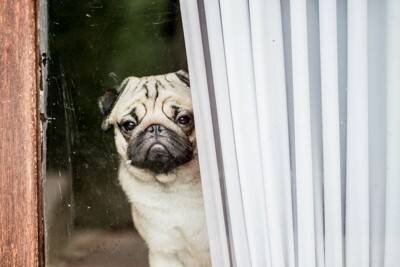 愛犬が『外に出たがらない』３つの心理　考えられる理由や外に慣れさせる方法まで解説