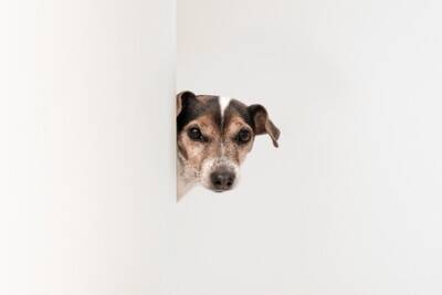 愛犬が『外に出たがらない』３つの心理　考えられる理由や外に慣れさせる方法まで解説