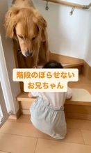 赤ちゃんが階段にいるのを発見した大型犬…まさかの『守ろうとする姿』が頼もしすぎると156万再生「最高の兄ちゃん」「なんて優しいの」と感動