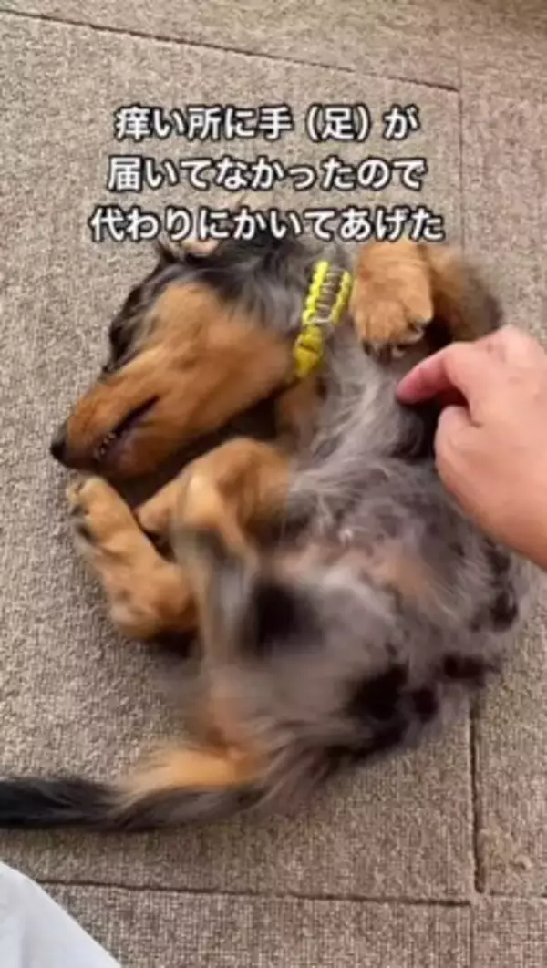 かゆい所があるけど足が届かない犬→代わりに掻いてあげた結果…とんでもなく可愛い『まさかの反応』が18万再生「顔が必死で草」「ツボったｗ」