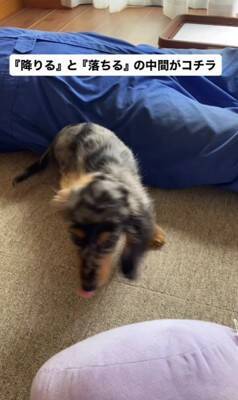 かゆい所があるけど足が届かない犬→代わりに掻いてあげた結果…とんでもなく可愛い『まさかの反応』が18万再生「顔が必死で草」「ツボったｗ」