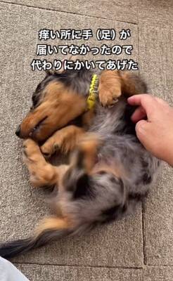 かゆい所があるけど足が届かない犬→代わりに掻いてあげた結果…とんでもなく可愛い『まさかの反応』が18万再生「顔が必死で草」「ツボったｗ」
