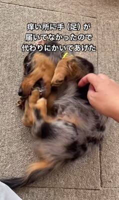 かゆい所があるけど足が届かない犬→代わりに掻いてあげた結果…とんでもなく可愛い『まさかの反応』が18万再生「顔が必死で草」「ツボったｗ」