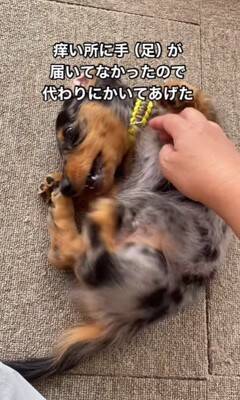 かゆい所があるけど足が届かない犬→代わりに掻いてあげた結果…とんでもなく可愛い『まさかの反応』が18万再生「顔が必死で草」「ツボったｗ」
