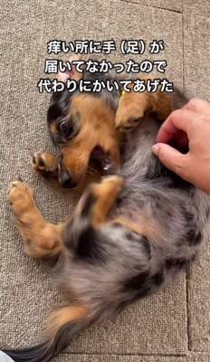 かゆい所があるけど足が届かない犬→代わりに掻いてあげた結果…とんでもなく可愛い『まさかの反応』が18万再生「顔が必死で草」「ツボったｗ」