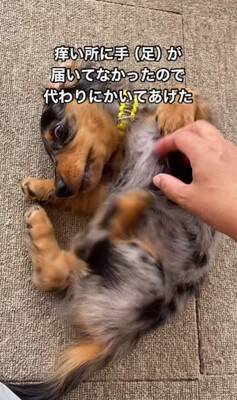 かゆい所があるけど足が届かない犬→代わりに掻いてあげた結果…とんでもなく可愛い『まさかの反応』が18万再生「顔が必死で草」「ツボったｗ」