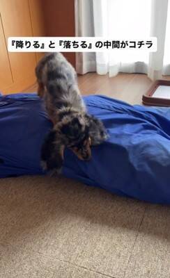 かゆい所があるけど足が届かない犬→代わりに掻いてあげた結果…とんでもなく可愛い『まさかの反応』が18万再生「顔が必死で草」「ツボったｗ」