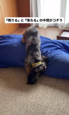 かゆい所があるけど足が届かない犬→代わりに掻いてあげた結果…とんでもなく可愛い『まさかの反応』が18万再生「顔が必死で草」「ツボったｗ」