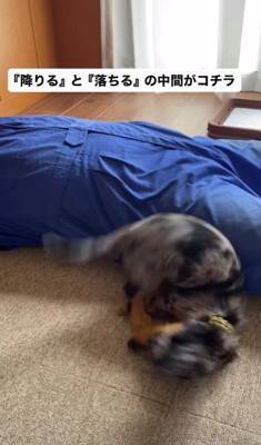 かゆい所があるけど足が届かない犬→代わりに掻いてあげた結果…とんでもなく可愛い『まさかの反応』が18万再生「顔が必死で草」「ツボったｗ」