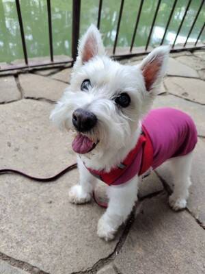 ちーちゃんですけどもっ【第333話】「ちーちゃんのお友達」