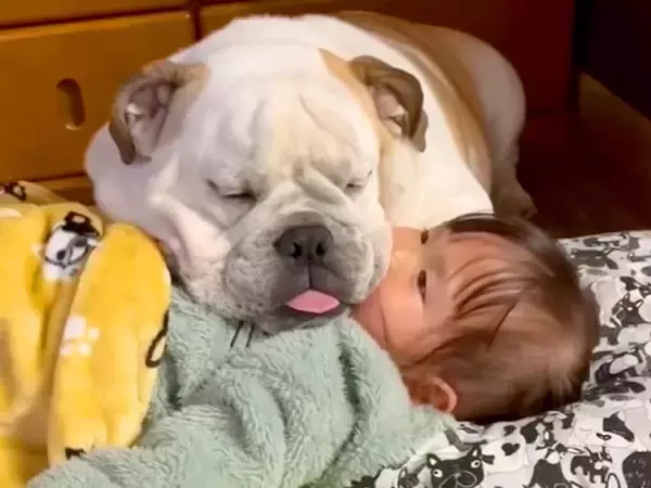 女の子の上で犬が眠ってしまったので、助けようとした結果…思っていたのと違う『まさかの光景』が7万再生「ふたりとも可愛い」「めんこい」の声