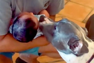 赤ちゃんが生まれ、お姉ちゃんになった犬→涙が出るほど愛おしい『1歳までの成長記録』が133万再生「一番の友達だよね」「愛情深いわんこ」