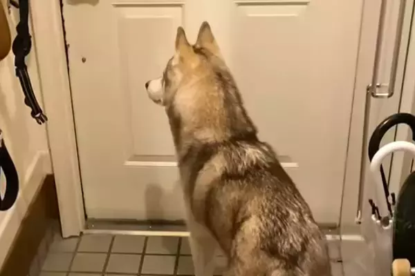 パパが『夜勤』に行ってしまったら、ハスキー犬が玄関で…『一緒に寝たい…寂しい』と訴える光景に反響「なんて健気」「パパ幸せ」「たまらん」