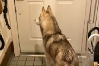 パパが『夜勤』に行ってしまったら、ハスキー犬が玄関で…『一緒に寝たい…寂しい』と訴える光景に反響「なんて健気」「パパ幸せ」「たまらん」