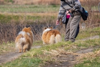 犬との散歩で『知っておくべきマナー』とは？飼い主が絶対やってはいけないNG行為まで