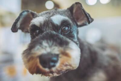 『トリミング』を絶対にしなければならない犬種5選　カットを怠った場合の重大なリスクまで