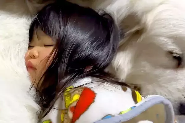 3歳の女の子が『超大型犬の上で寝てしまった』結果→起こさないように気遣って…とんでもなく尊い光景が25万再生「なんて平和…」「愛おしい」