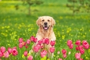 犬に危険な『春の野草』5選　万が一誤食してしまったときの中毒症状とは？