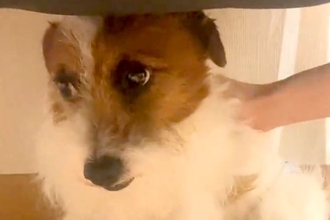 ずっと『何かに怯えた顔』をする保護犬→家族になり、愛情を注いだ結果…もはや別犬のような『表情』に感動「涙出る」「こっちまで幸せになった」