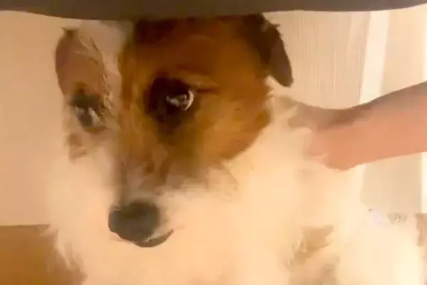 ずっと『何かに怯えた顔』をする保護犬→家族になり、愛情を注いだ結果…もはや別犬のような『表情』に感動「涙出る」「こっちまで幸せになった」