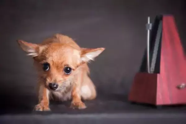犬が『パニック状態』になっているサイン4選　落ち着かせるために飼い主がすべきことまで