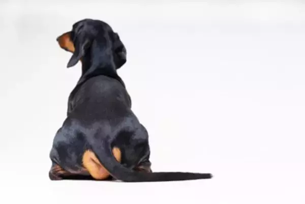犬が『背中を向けて座る』心理５選　飼い主のことをどう思っているの？愛犬の本音まで