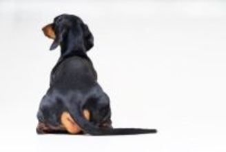 犬が『背中を向けて座る』心理５選　飼い主のことをどう思っているの？愛犬の本音まで